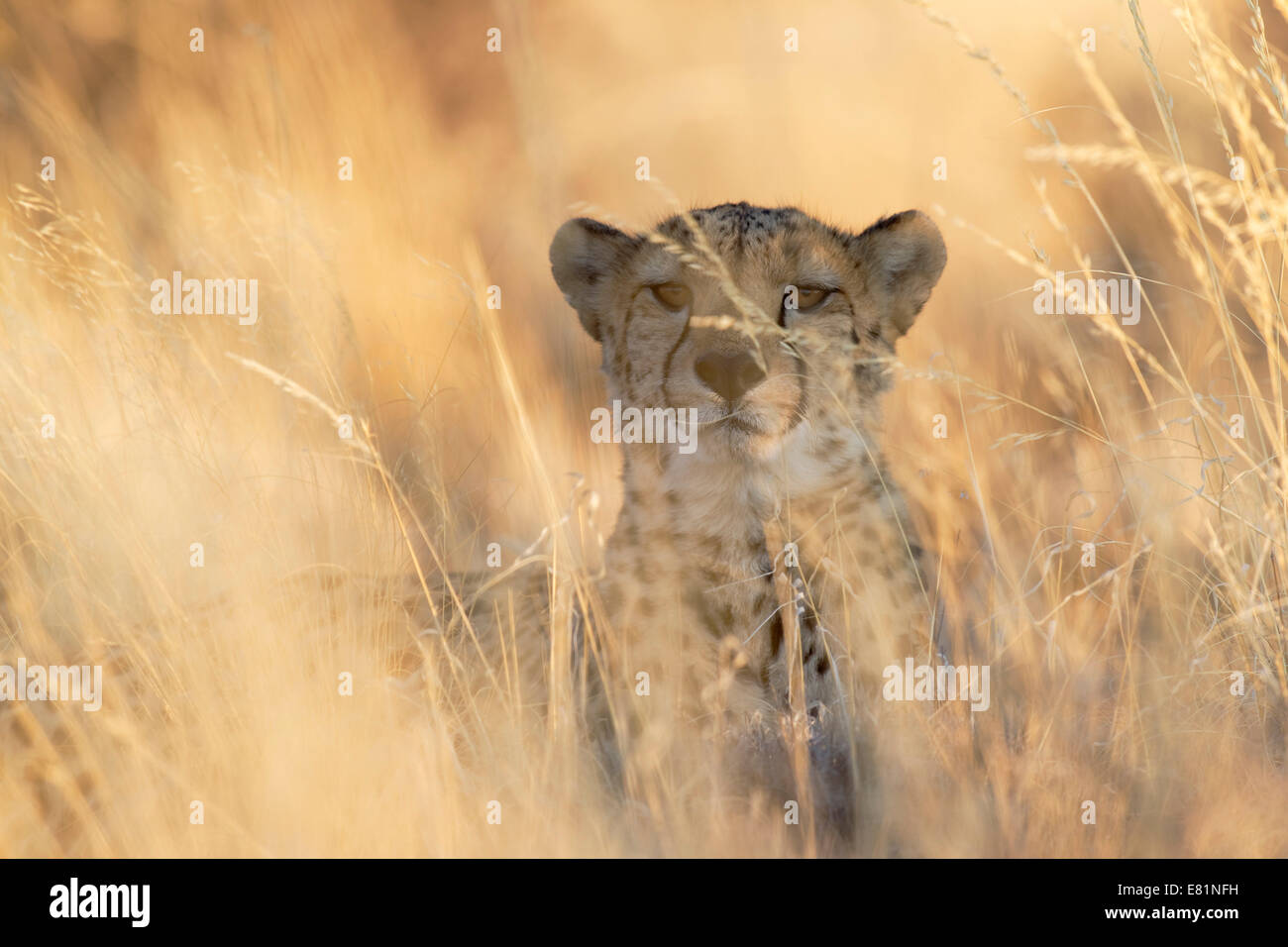 Gepard (Acinonyx Jubatus), Männlich, in Gefangenschaft, Namibia Stockfoto