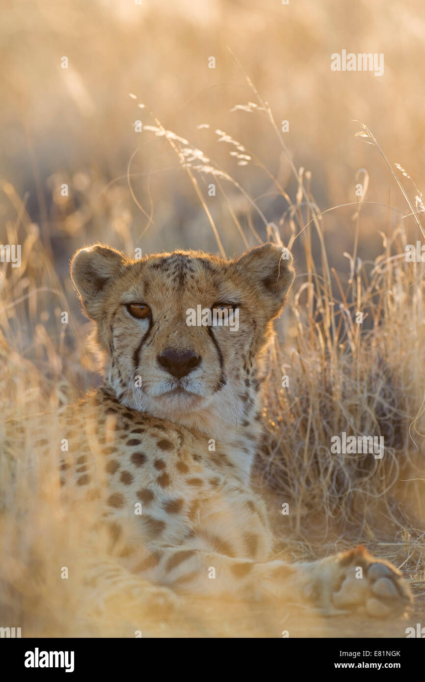 Gepard (Acinonyx Jubatus), ruhende männlich in Gefangenschaft, Namibia Stockfoto