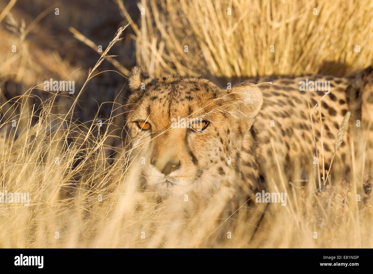 Gepard (Acinonyx Jubatus), Weibchen im Abendlicht, ruht in Gefangenschaft, Namibia Stockfoto