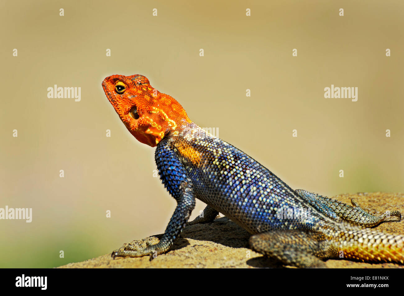 Namib Rock Agama (Agama Planiceps), Namibia Stockfoto