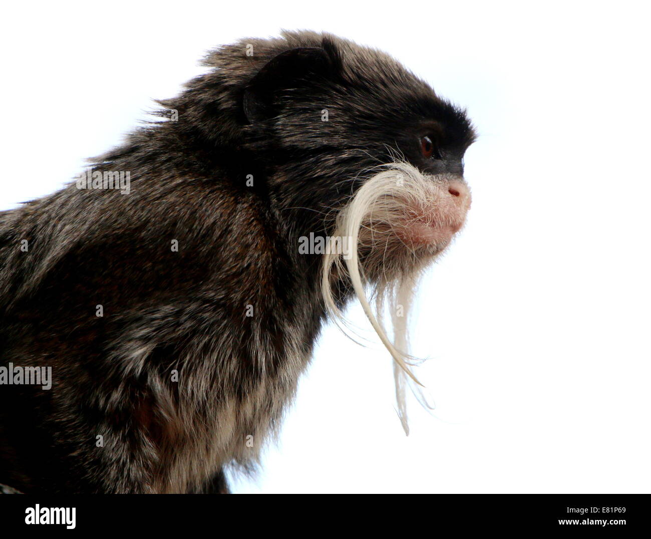 Nahaufnahme von der schnauzbärtige Kaiser Tamarin Affe (Saguinus Imperator) aka Brockway Affe, ursprünglich aus Brasilien, Bolivien & Peru Stockfoto