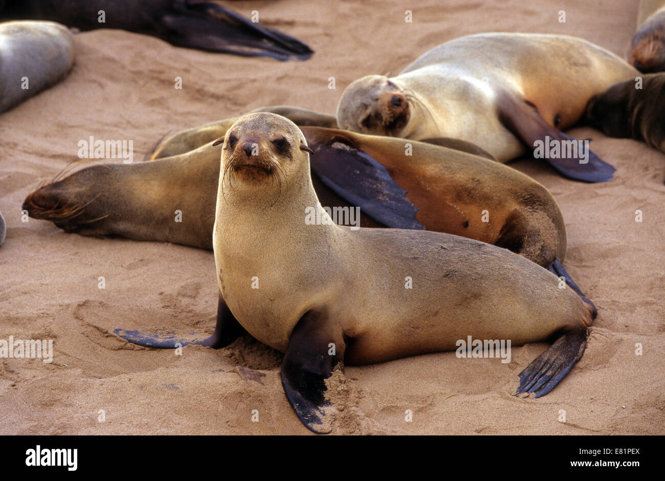 Kap-Pelz-Dichtung (Arctocephalus percivali). Das Weibchen (Kuh) ist kleiner und leichter als die Männchen (Stier) farbige. Die Cape oder Sout Stockfoto