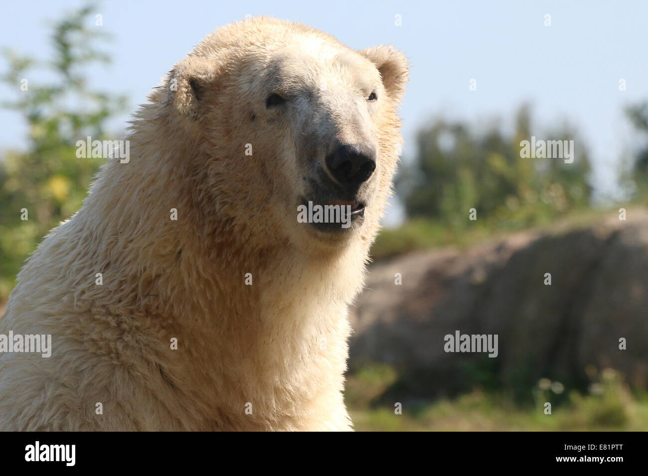 Eisbär (Ursus Maritimus) Nahaufnahme von Kopf und Körper vor blauem Himmel Stockfoto