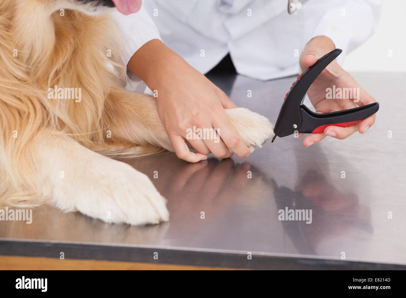 Tierarzt-clipping eines Labradors-Nägel Stockfoto