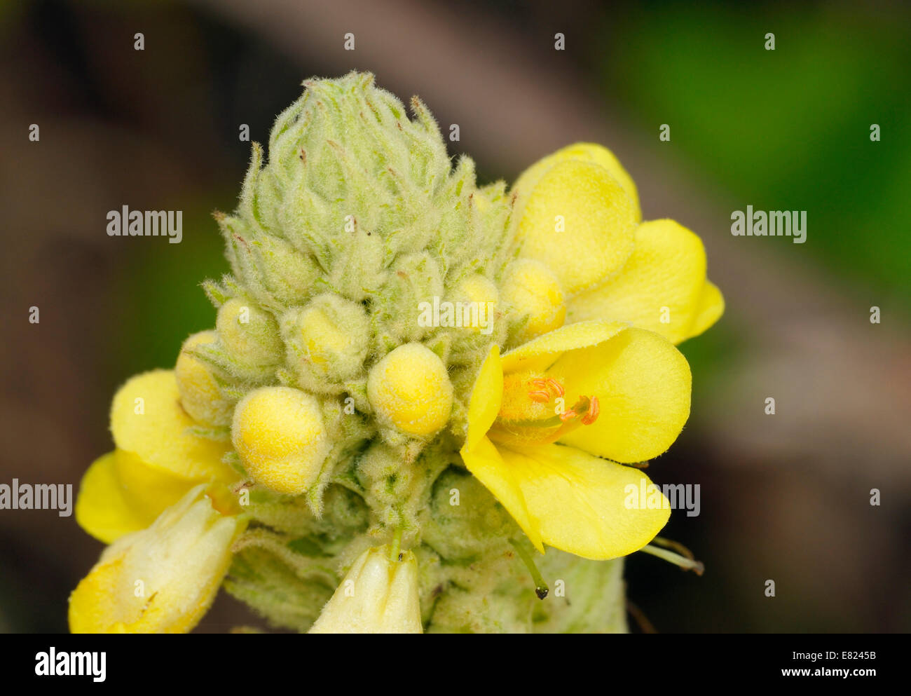 Große Königskerze - Verbascum thapsus Stockfoto