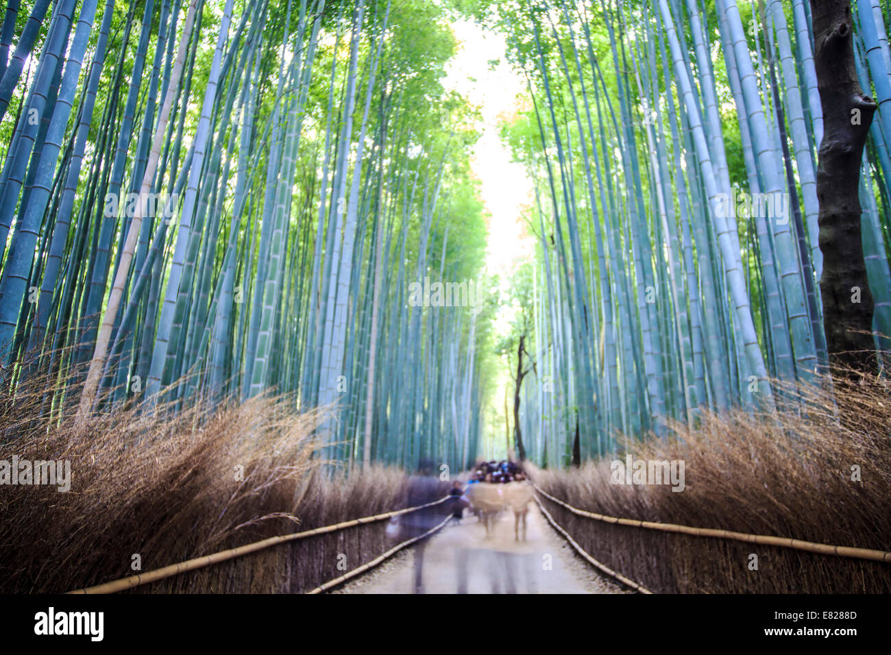 Kyoto, Japan - 29. November 2013: Kyoto, Japan - grüne Bambushain in Arashiyama Stockfoto