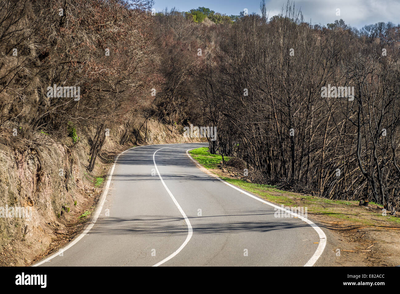 Straße durch verbrannten Wald Stockfoto