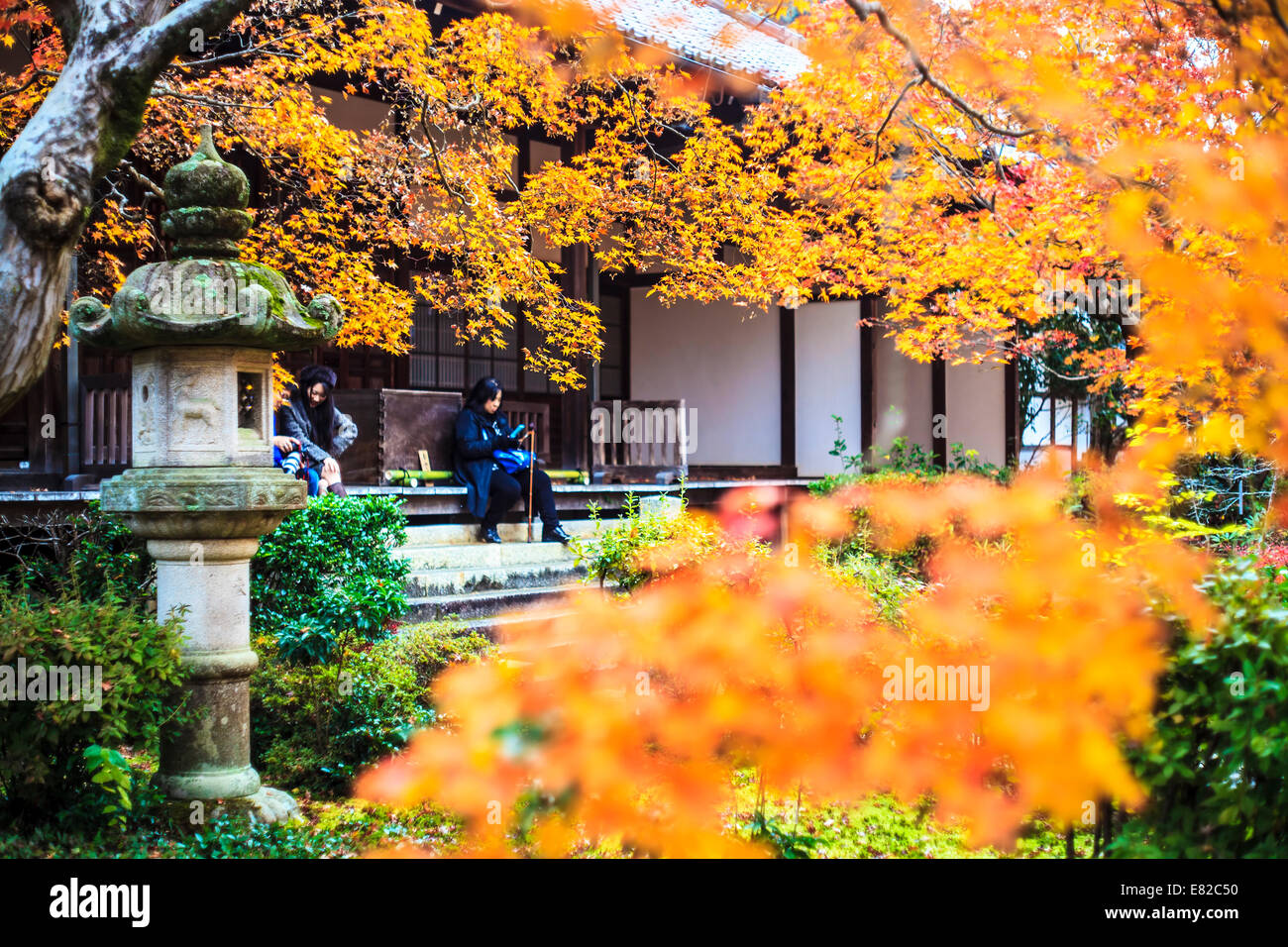 Kyoto, Japan - 30. Juni 2014: rot-Ahornbäume in einem japanischen Garten Stockfoto