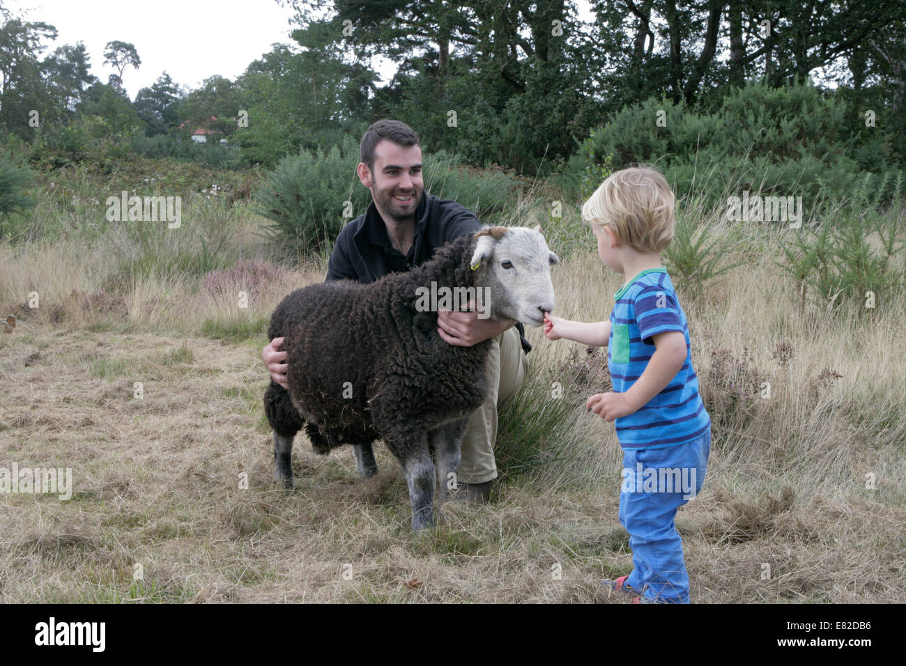 Land-Messe: junge Mets seltene Rasse Schafe Stockfoto