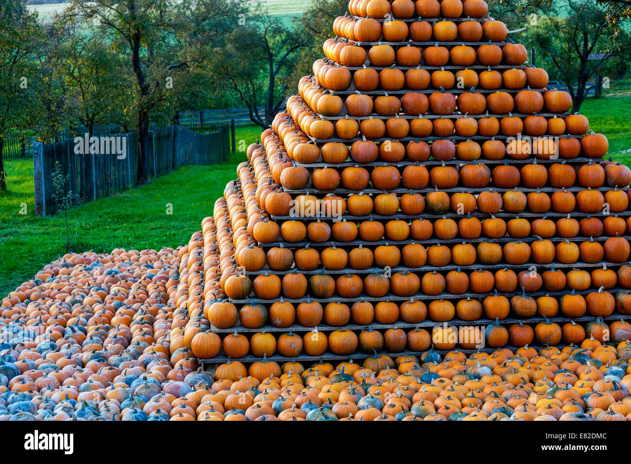 Kürbisse Farm, Kürbisse in Form einer Pyramide gestapelt Stockfoto