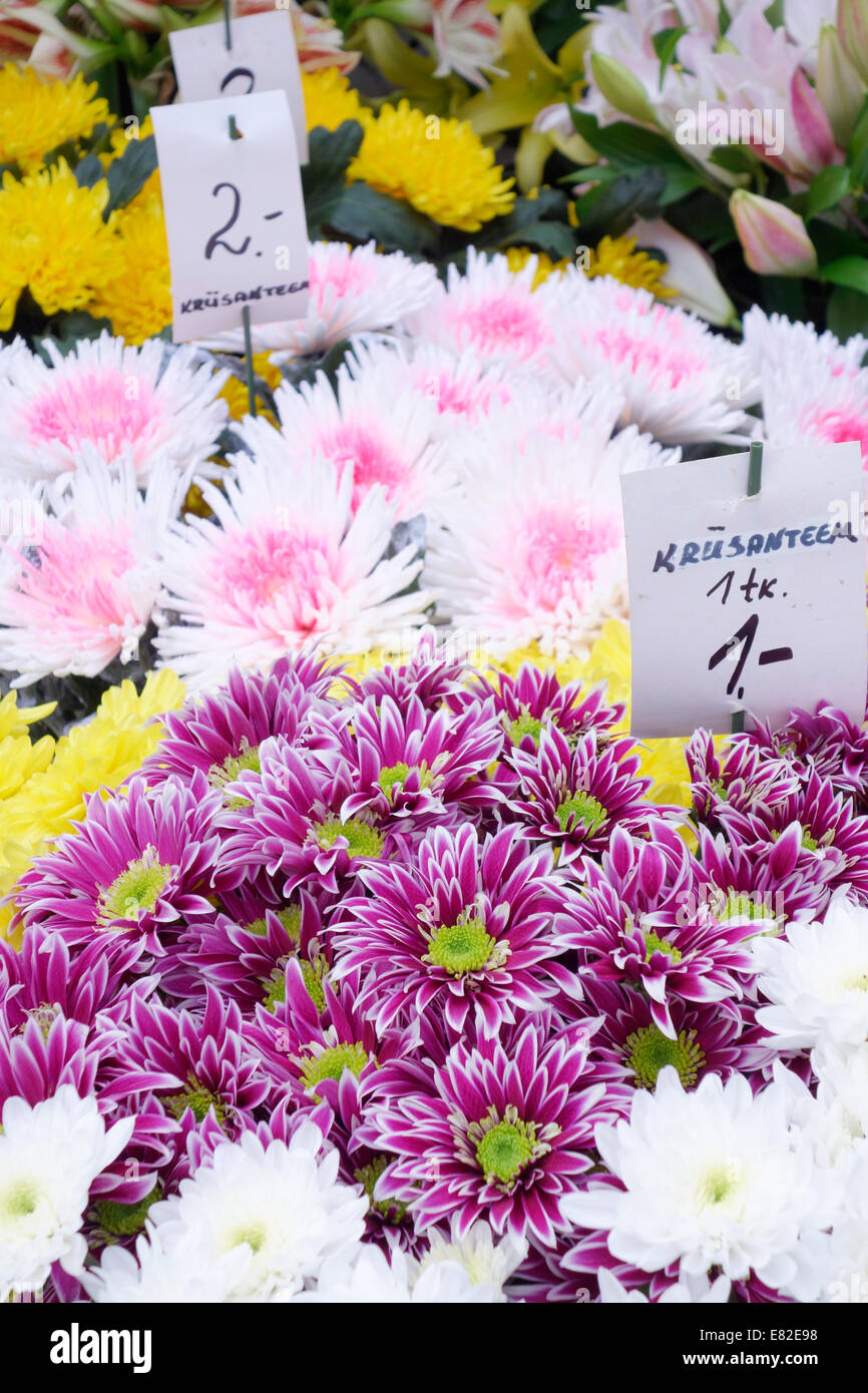 Estland, Tallinn, Viru Straße. Chrysanthemen für Verkauf in den Blumenmarkt in der Altstadt. Stockfoto