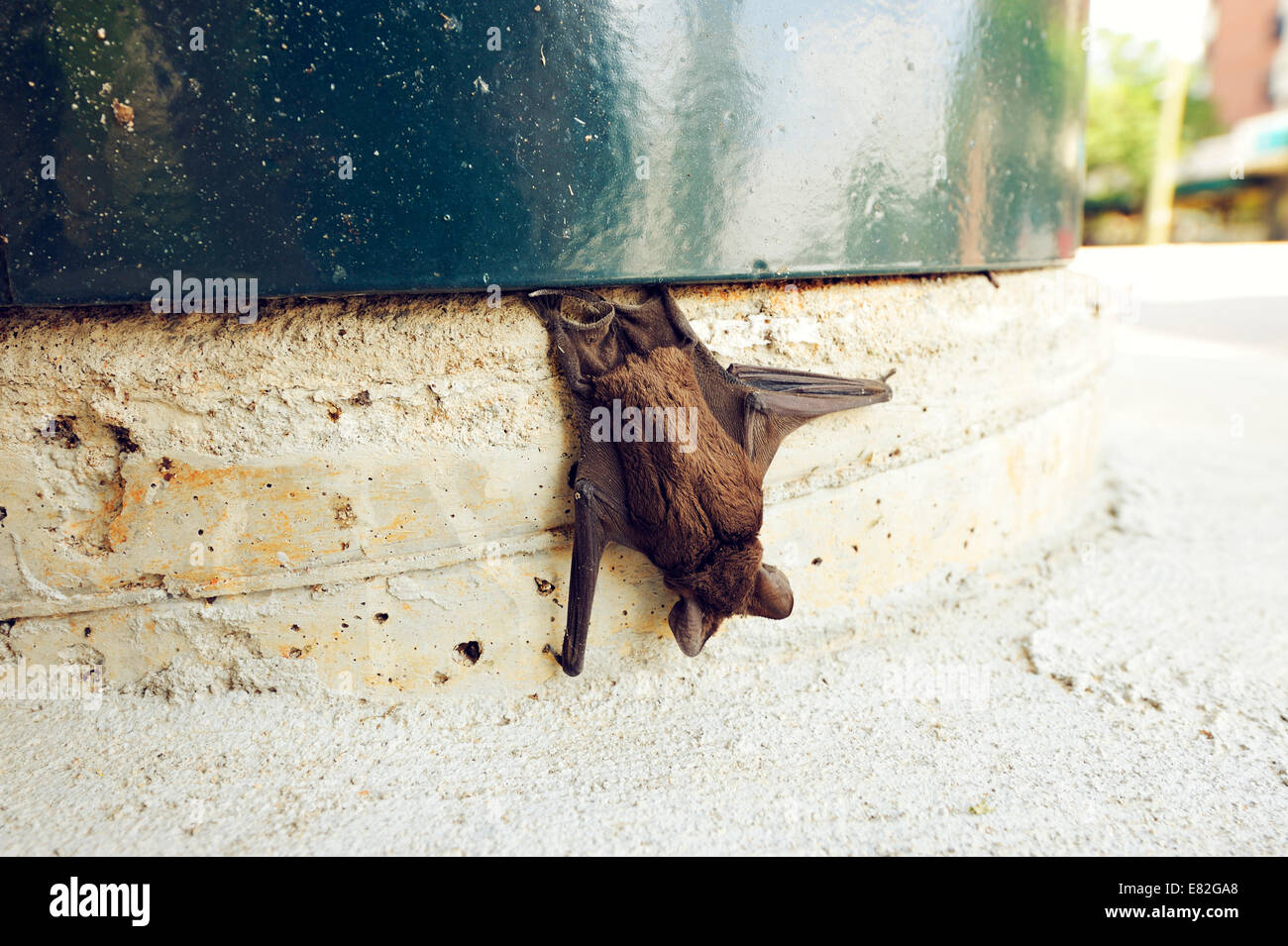 USA, South Carolina, Columbia, Tote Fledermaus Stockfoto