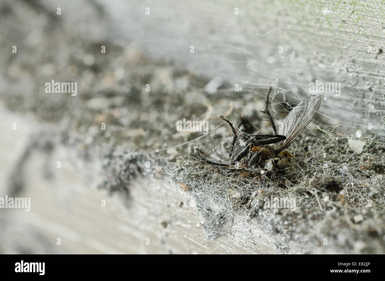 Überreste und enthaupteten Toten fliegen Muscidae Exoskelett Carcus Körper unter Masse von feinen seidenen Spinne Laufstreifen und Staub Stockfoto