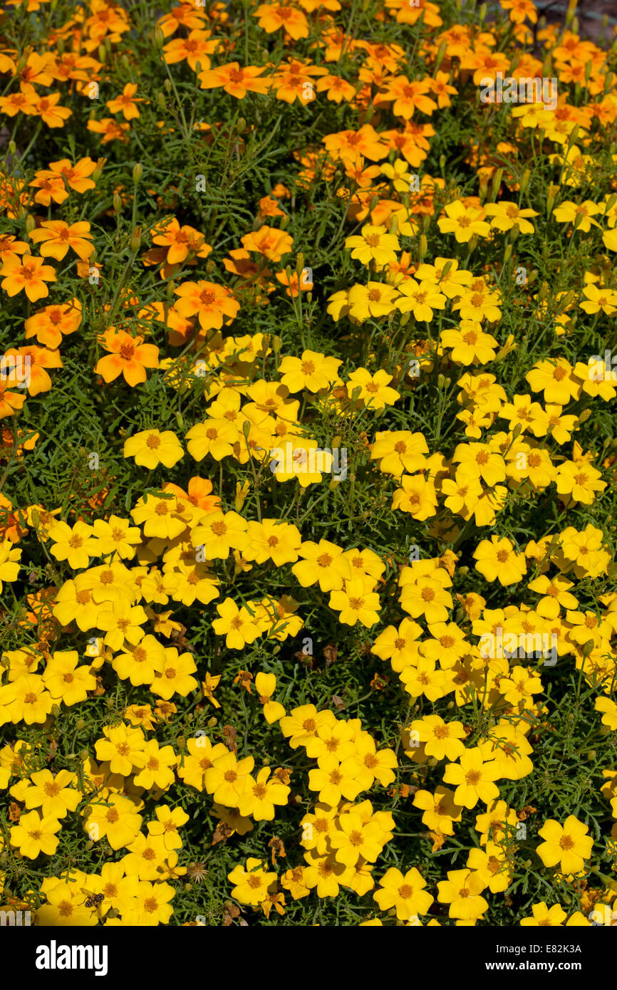 Tagetes 'Golden Gem' Stockfoto