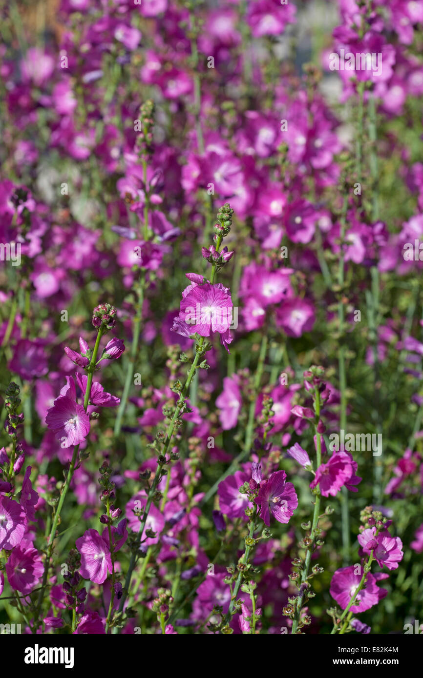Sidalcea "Party Girl" Stockfoto