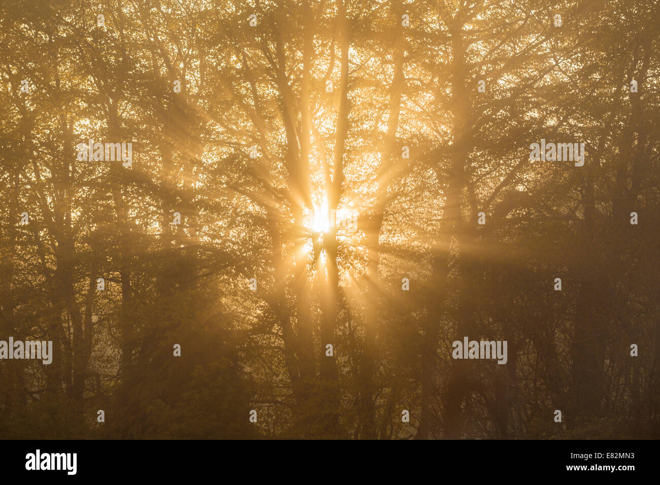Sonnenlicht gefiltert durch Bäume. Stockfoto