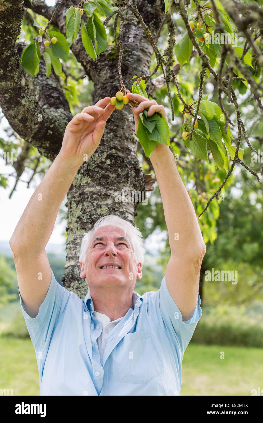 Mann pflücken Kirschen. Stockfoto