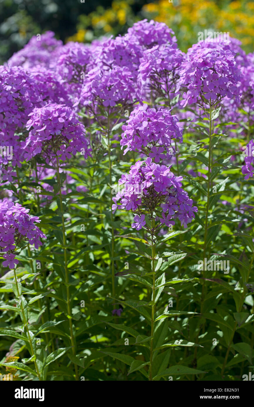 Phlox X arendsii "Lucs Flieder" Stockfoto