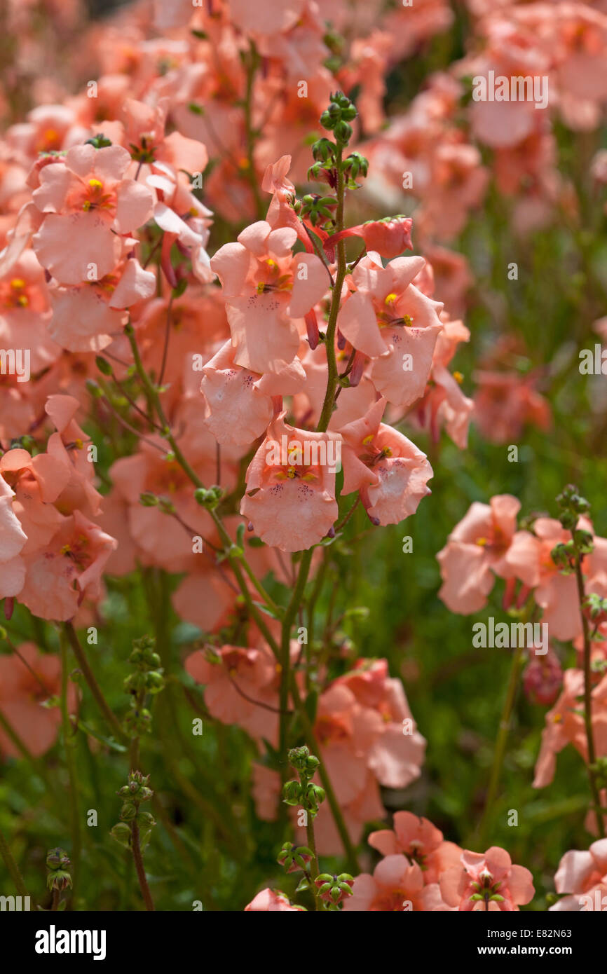 Diascia Barberae "Blackthorn Apricot" Stockfoto