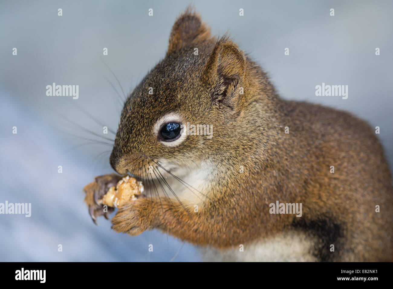 Eine Nahaufnahme von einem Eichhörnchen Essen etwas zu essen Stockfoto