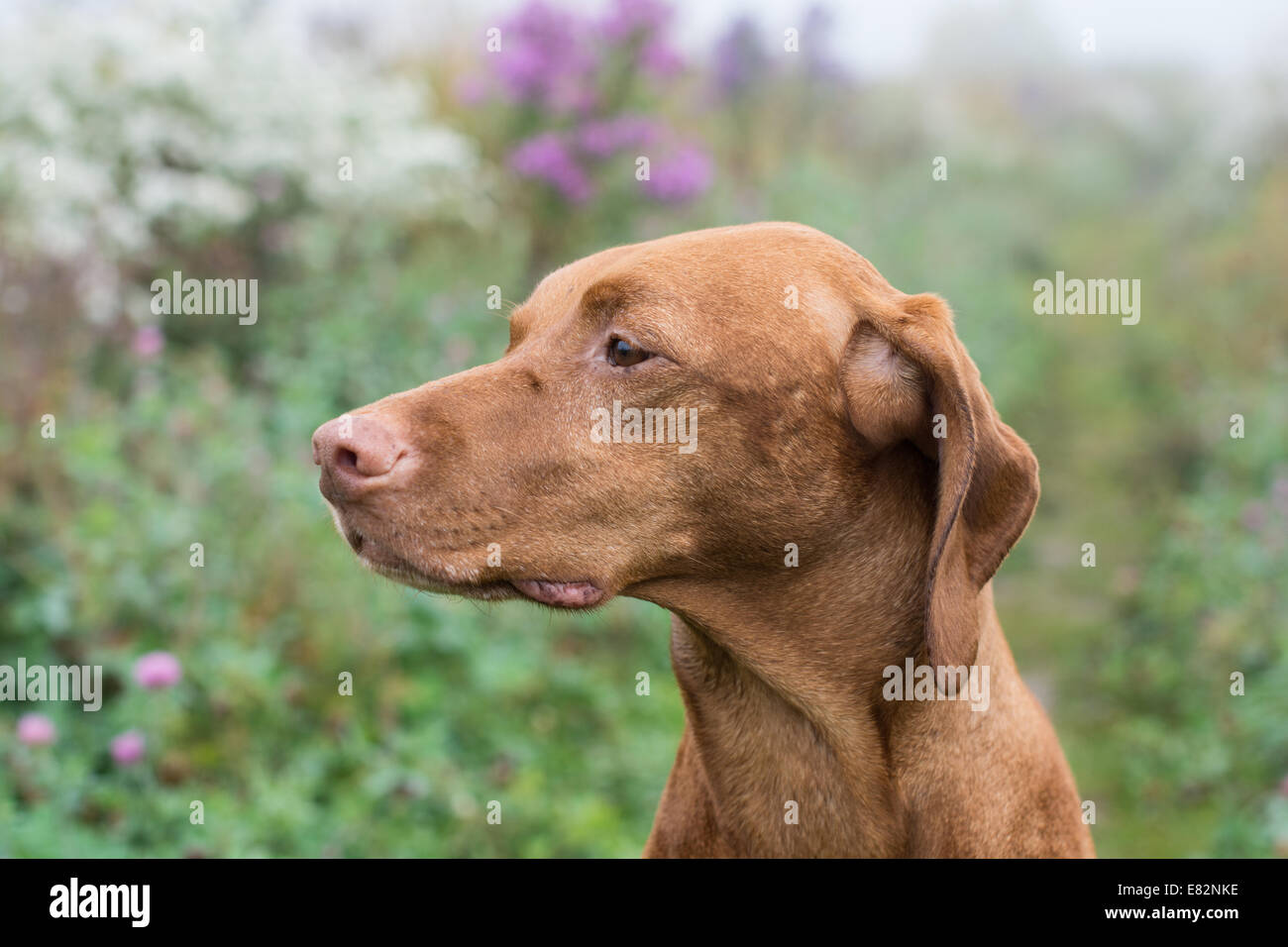 Eine Vizsla Hündin (ungarische Zeiger) starrt in die Ferne. Stockfoto