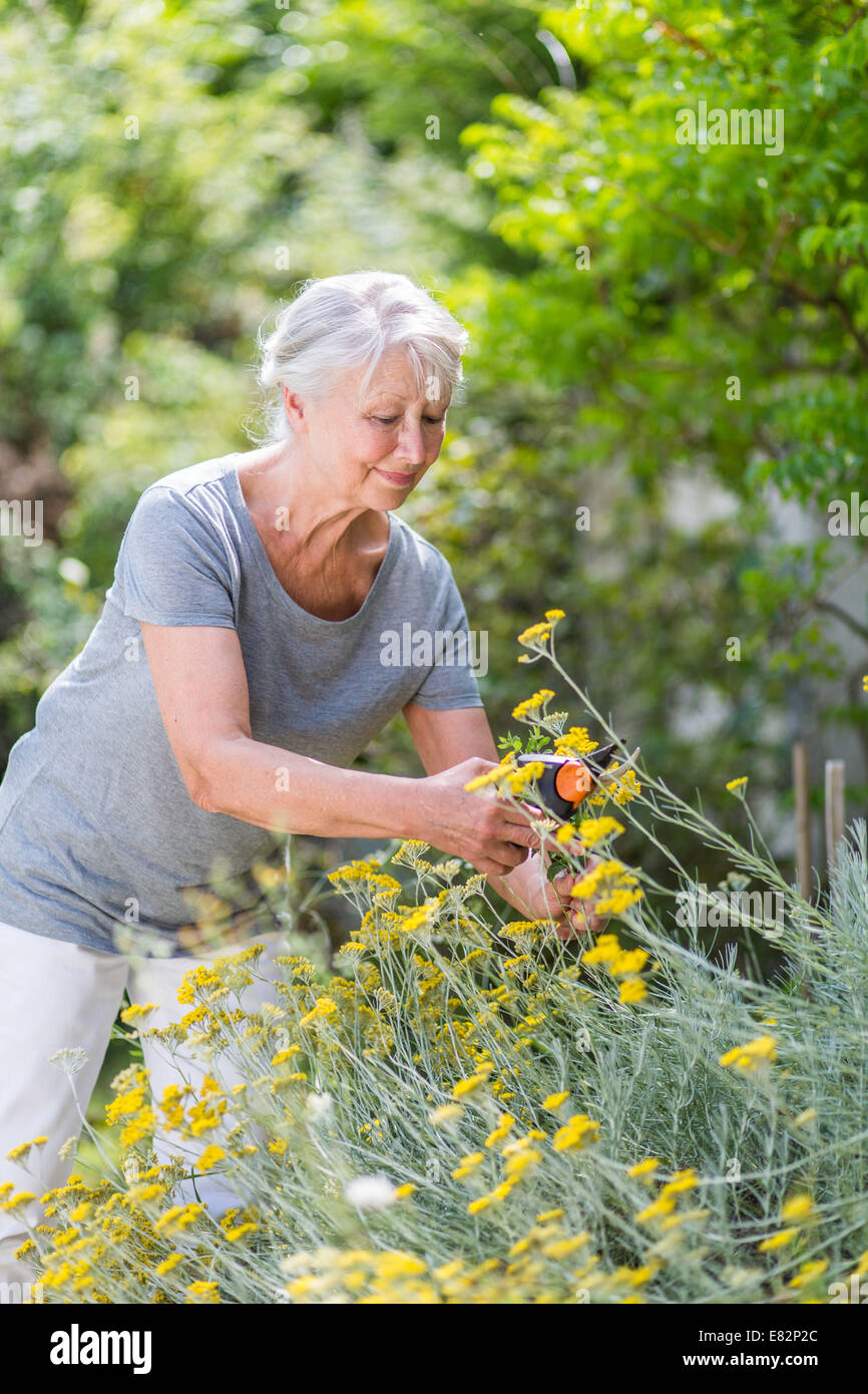 Frau Blumen pflücken. Stockfoto