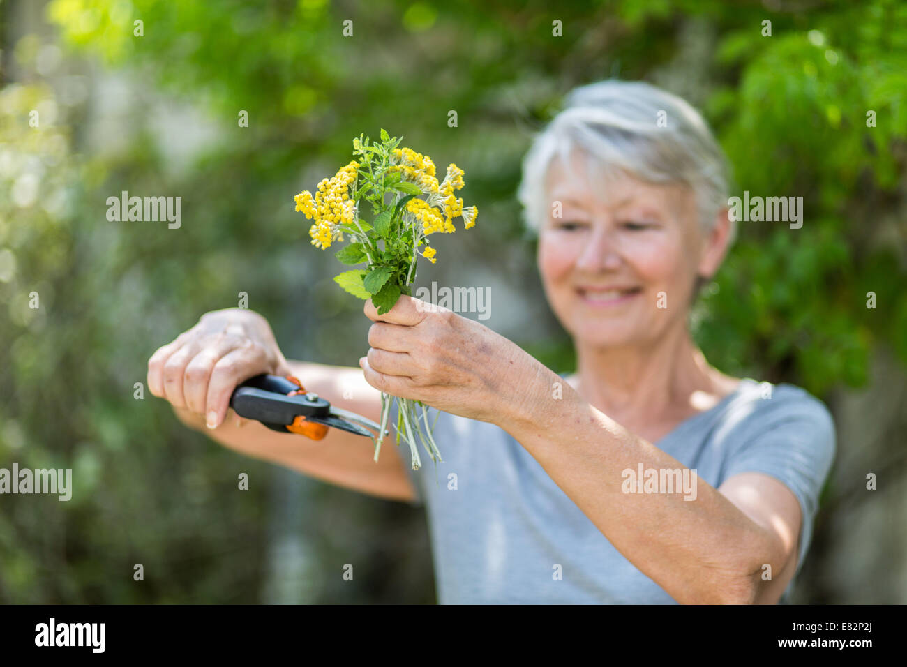 Frau Blumen pflücken. Stockfoto