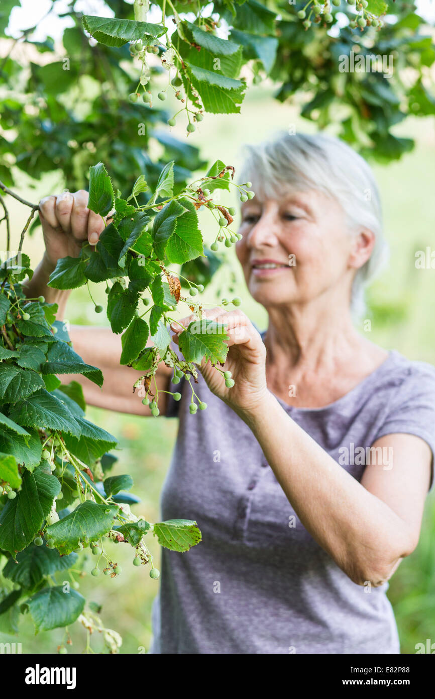 Frau und Kalk. Stockfoto