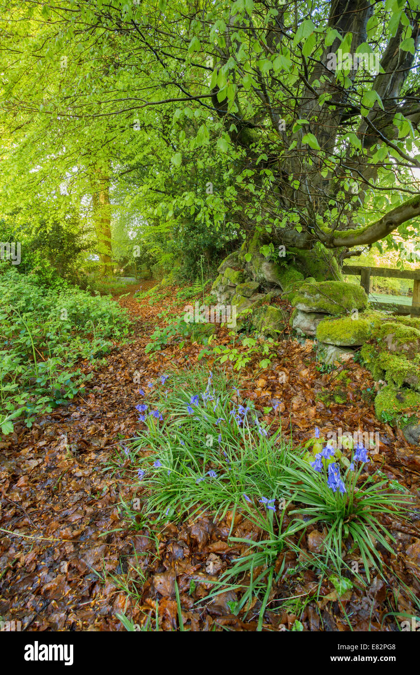 Glockenblumen auf einem Waldweg. Stockfoto