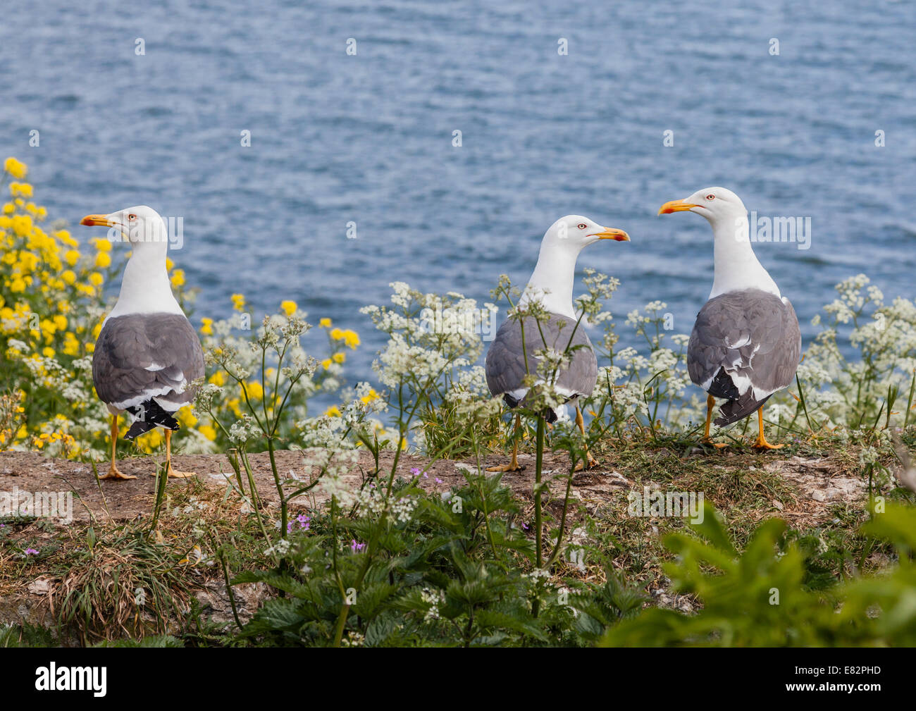 Drei gelbe legged Möwen, Larus Michahellis, Erwachsene Stockfoto