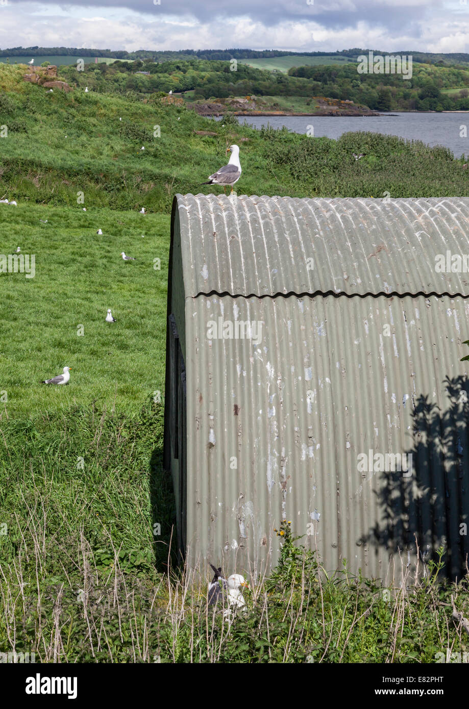 Möwen mit Nissen Hütte, Insel Inchcolm verschachteln Stockfoto