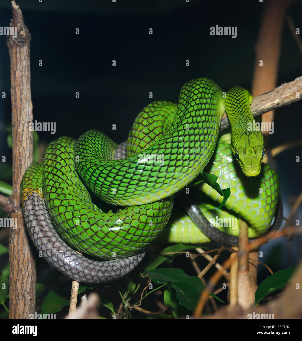 Red Tailed grüne Schlange im Terrarium Stockfoto