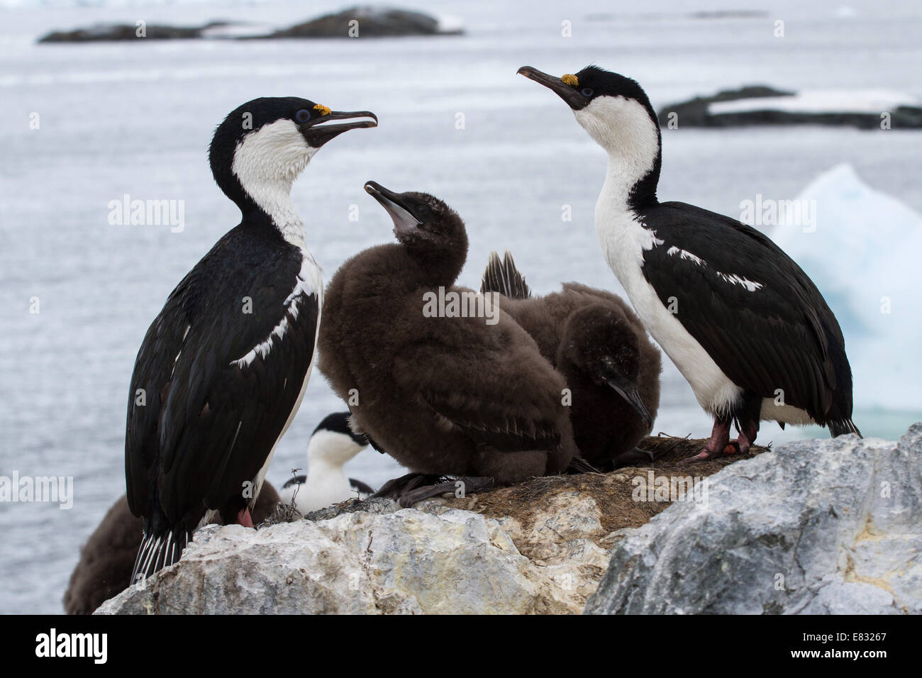 blauäugige Antarktis Kormoran Familie in der Nähe von Nest der antarktischen Insel Stockfoto