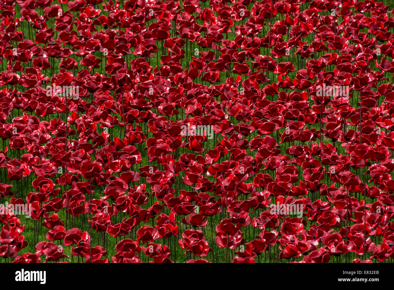 Blut Mehrfrequenzdarstellung Länder und Meere Rot - eine Nahaufnahme von der Installation der Keramik Mohnblumen in den Tower of London Stockfoto