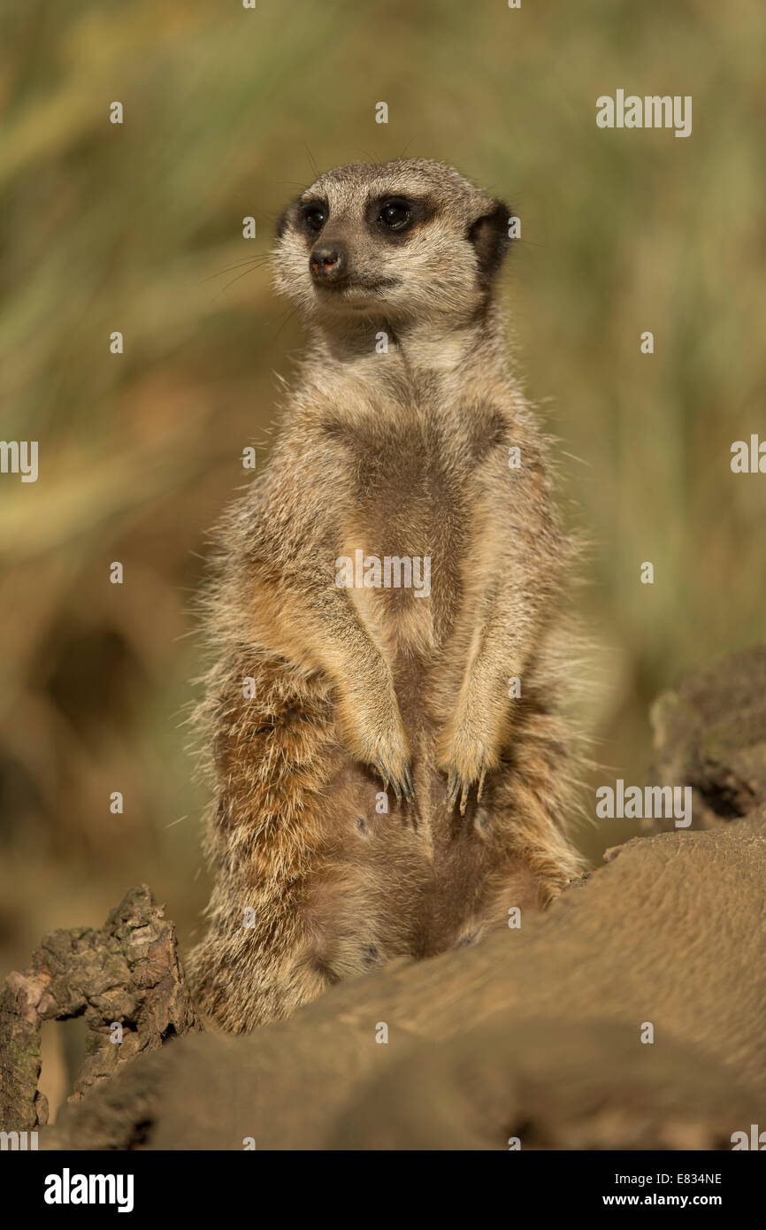 Erdmännchen (Suricata Suricatta) stehenden Warnung Stockfoto