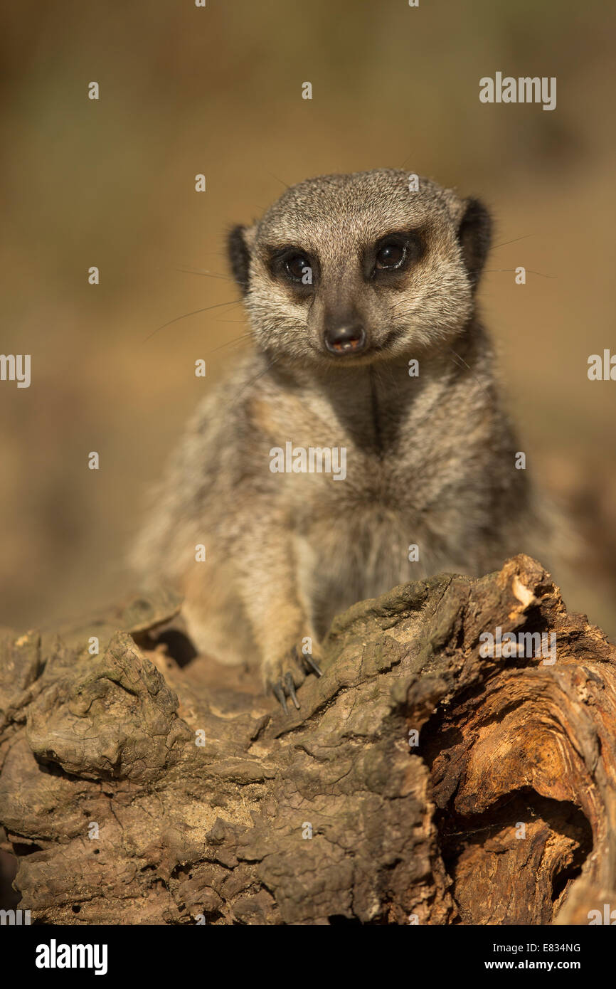 Erdmännchen (Suricata Suricatta) stehenden Warnung Stockfoto
