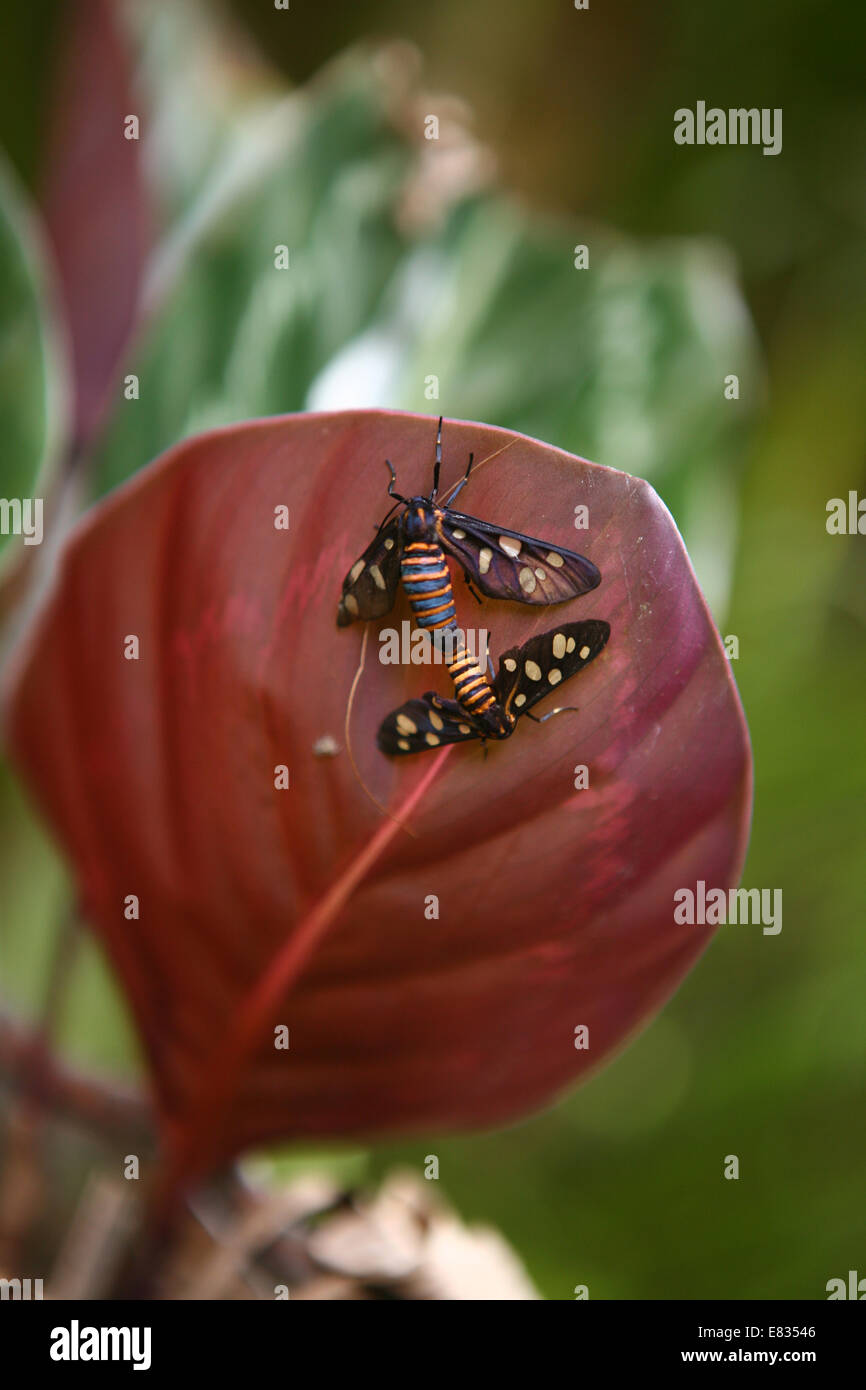 Stock Foto Zitrone Schmetterling Papilio Demoleus paar Paarung gefangen Stockfoto