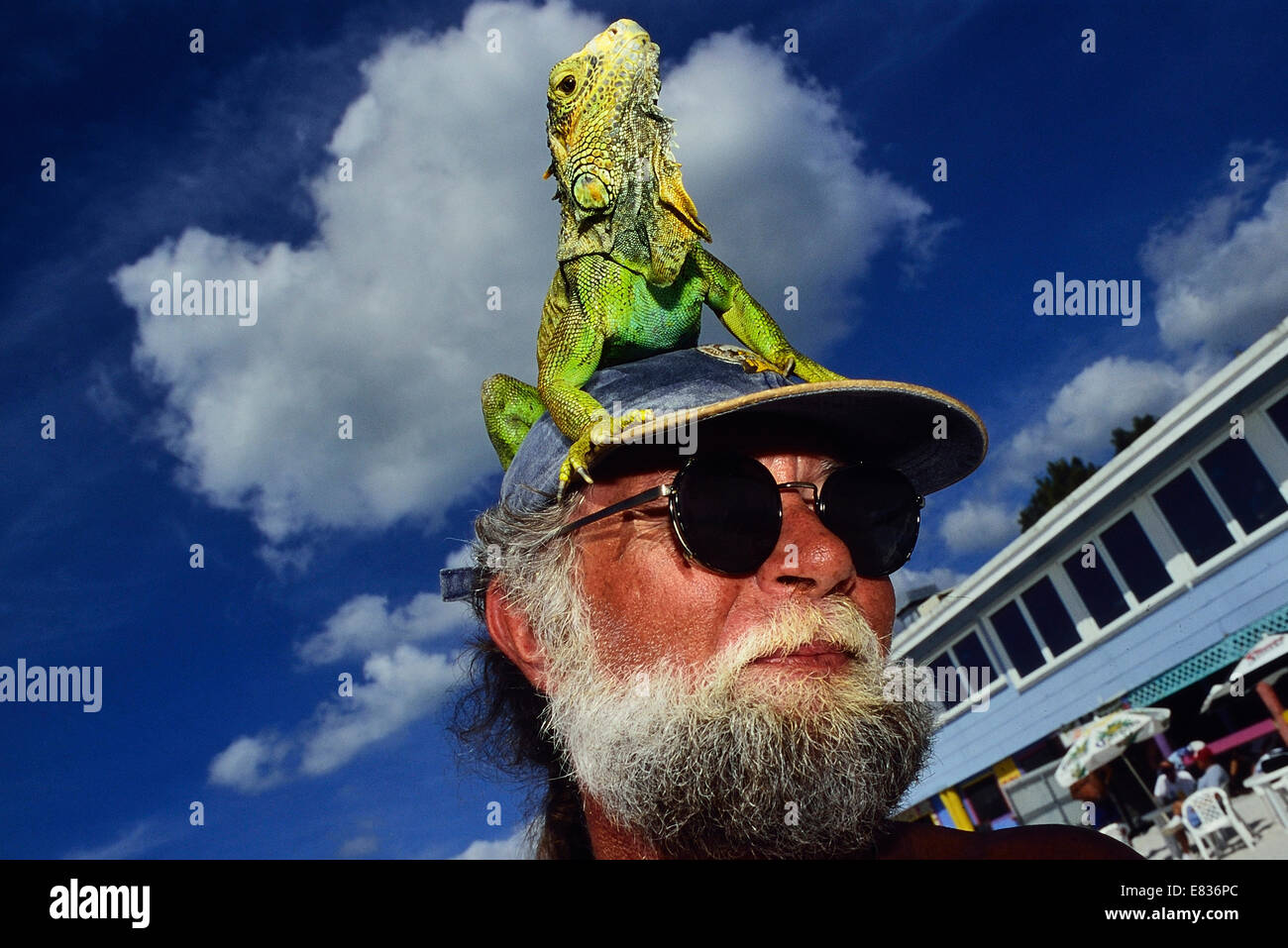 Florida-Mann mit einem Leguan auf seinem Kopf. USA Stockfoto