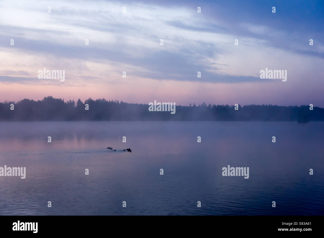 Am frühen Morgen Blick auf dem See im Nebel bedeckt mit Wald im Hintergrund in der Nähe von Nové Hrady in Südböhmen Stockfoto