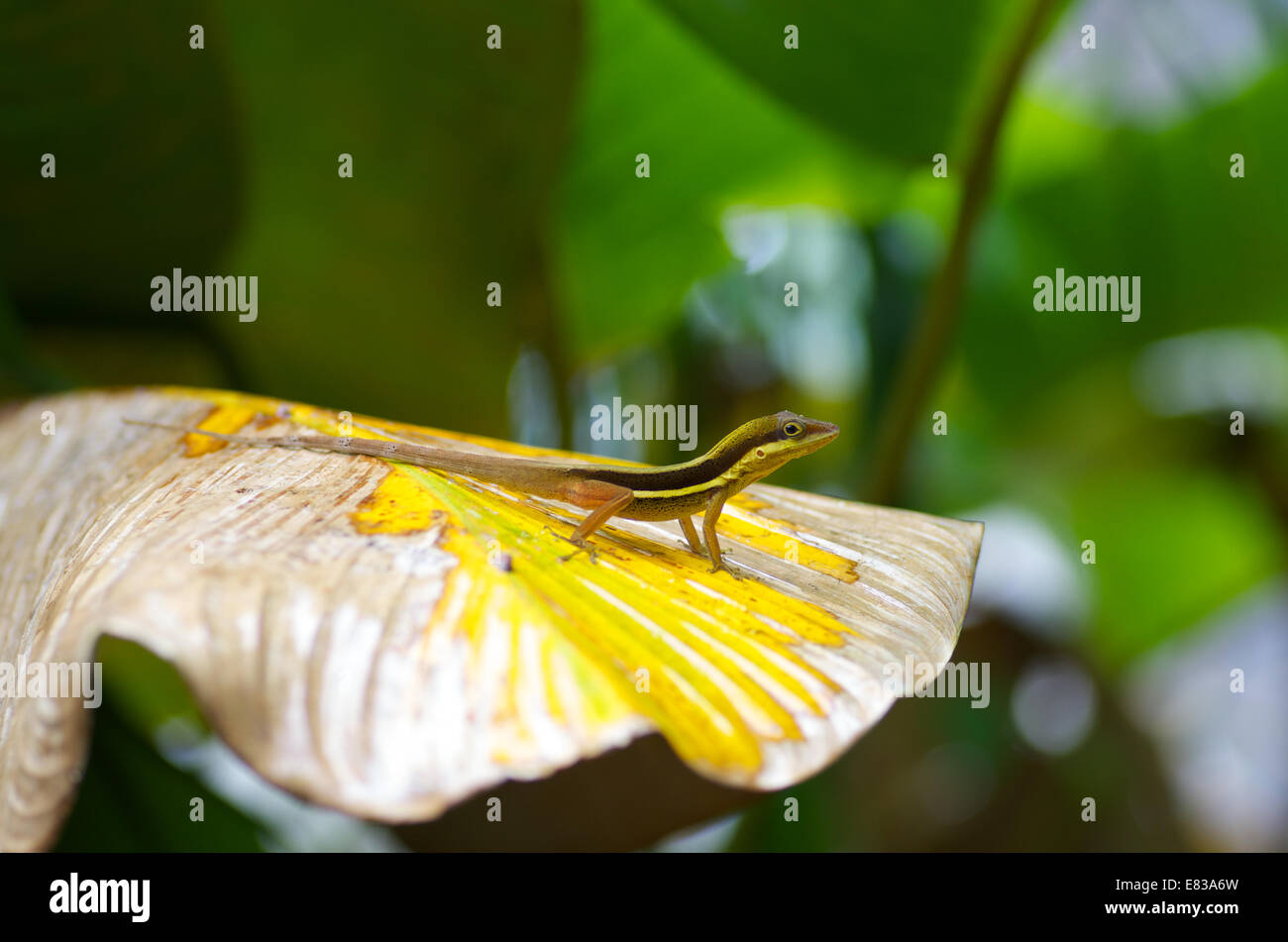 Eine Olive Busch Anole (Anolis Krugi) thront auf einem gelben Blatt im El Yunque National Forest, Puerto Rico. Stockfoto