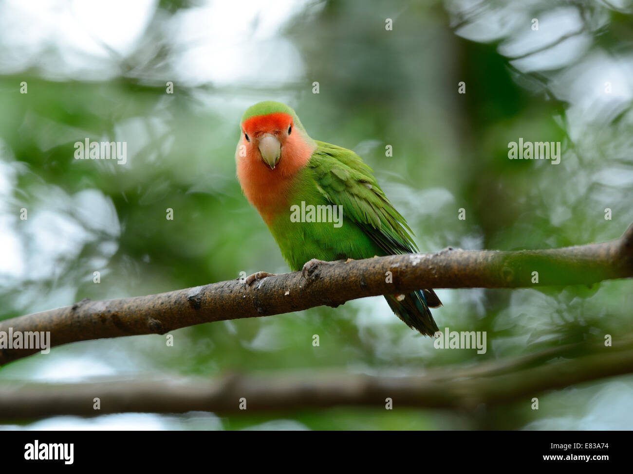 schöne rosa konfrontiert Lovebird (Agapornis Roseicollis) am Walde Stockfoto