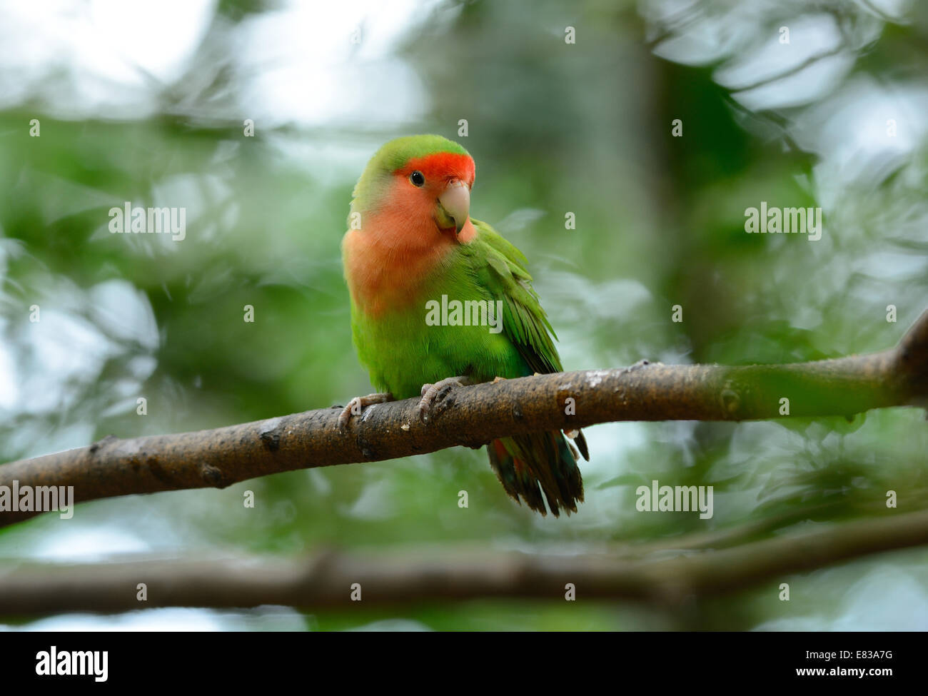 schöne rosa konfrontiert Lovebird (Agapornis Roseicollis) am Walde Stockfoto