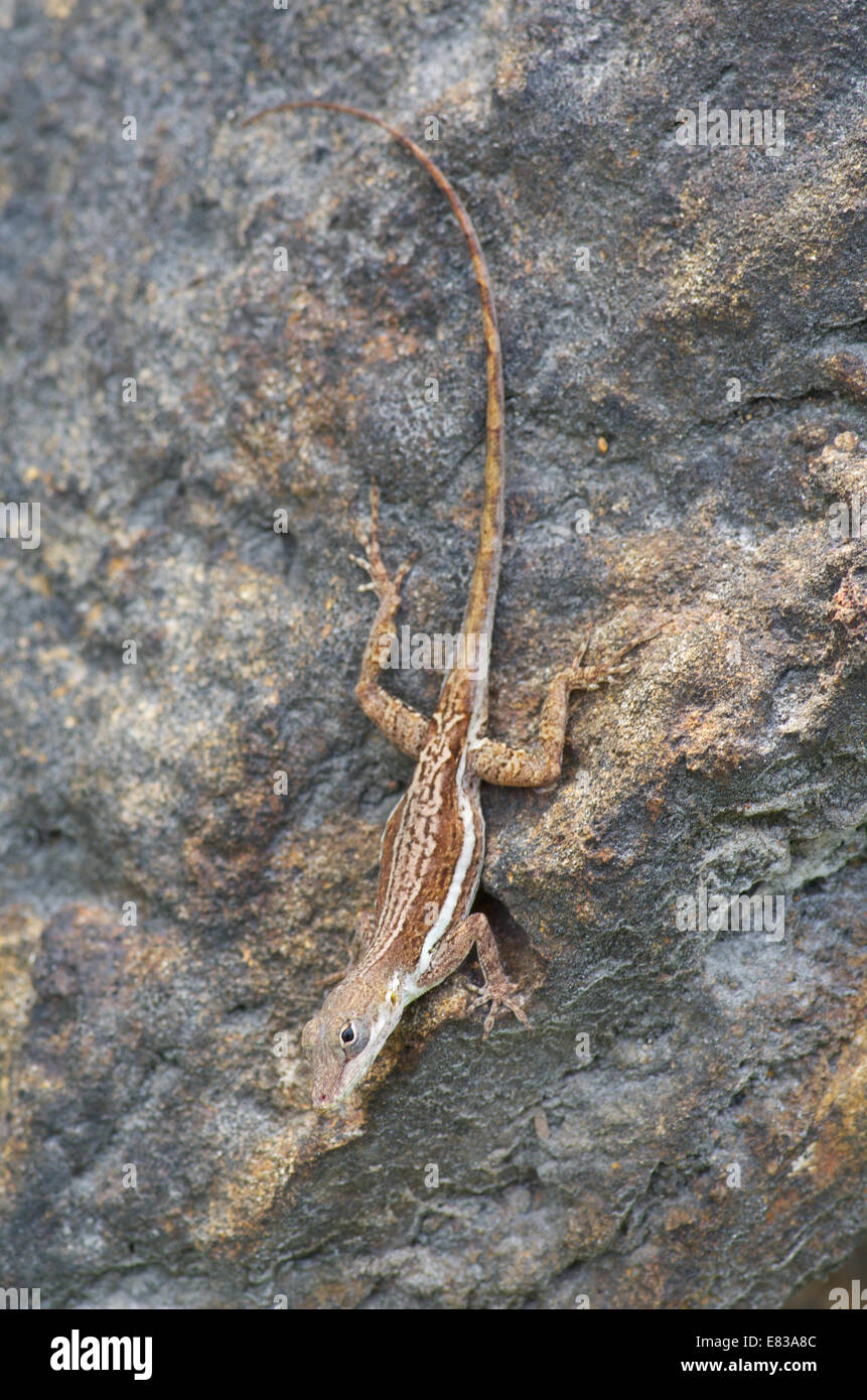 Ein Anguilla Bank Baum Anole (Anolis Gingivinus) auf einem Felsen im Filipsburg, Sint Maarten in der Karibik. Stockfoto