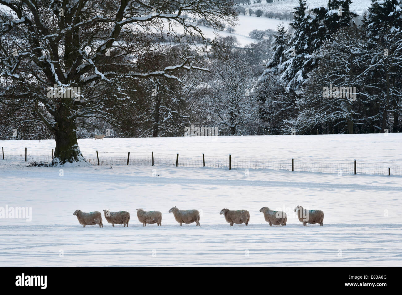 Schafe machen ihren Weg durch eine Schneelandschaft in mid Wales, UK Stockfoto