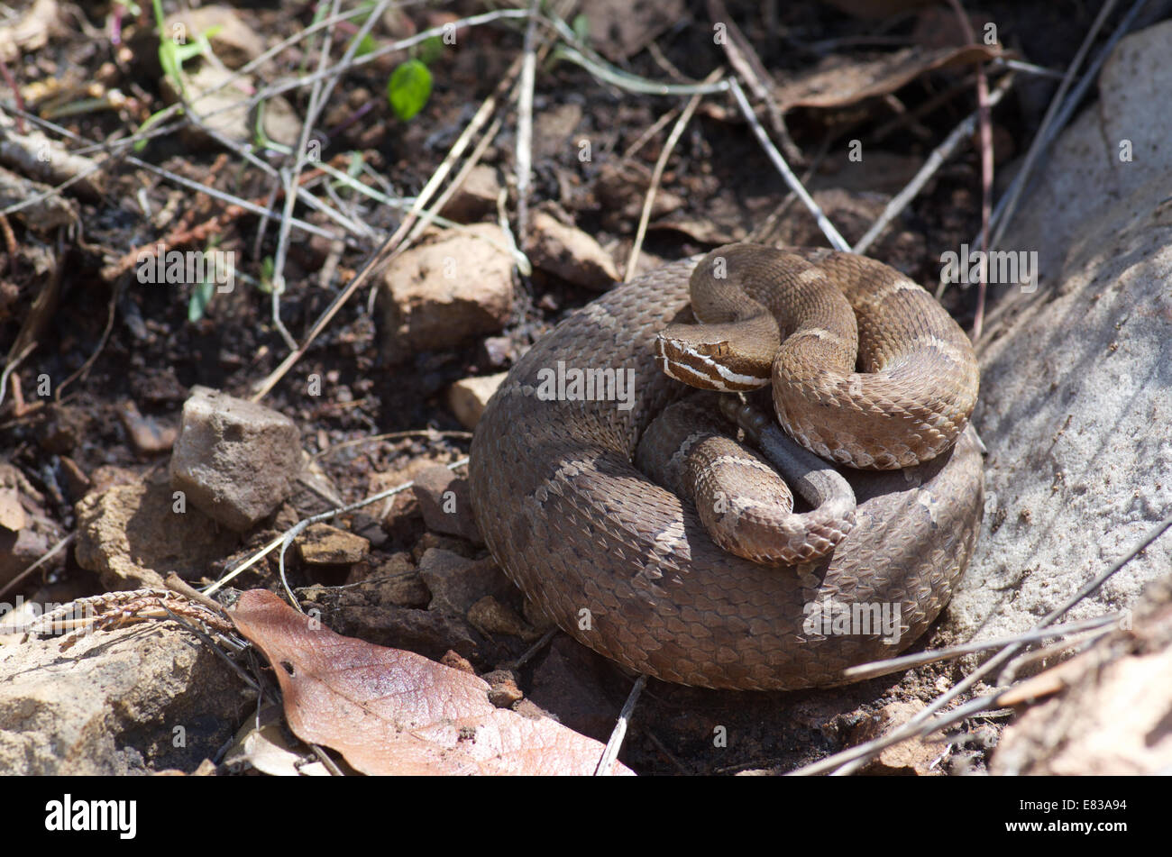 Eine trächtige Arizona Ridge-gerochene Klapperschlange (Crotalus Willardi Willardi) aufgewickelt in den Huachuca Mountains, Cochise County, Arizona. Stockfoto