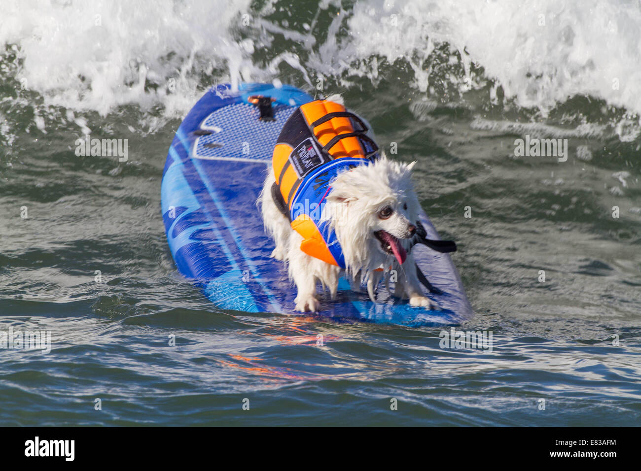 28. September 2014 kam - Huntington, CA, USA - weltberühmten Unleashed durch Petco Surf City Surf DogÂ® Wettbewerb Hunde von ganz über dem Land, in den rauen Gewässern aus Huntington Beach, Kalifornien zu konkurrieren. Einige Teilnehmer kamen aus so weit wie Brasilien. Der Strand war voll mit gut aussehenden, Hundeliebhaber und Surfer gleichermaßen. Es gab mehrere Kategorien von kleinen Hunden zu groß... Sehen Sie hier: (Credit-Bild: © Daren Fentiman/ZUMA Draht) Stockfoto
