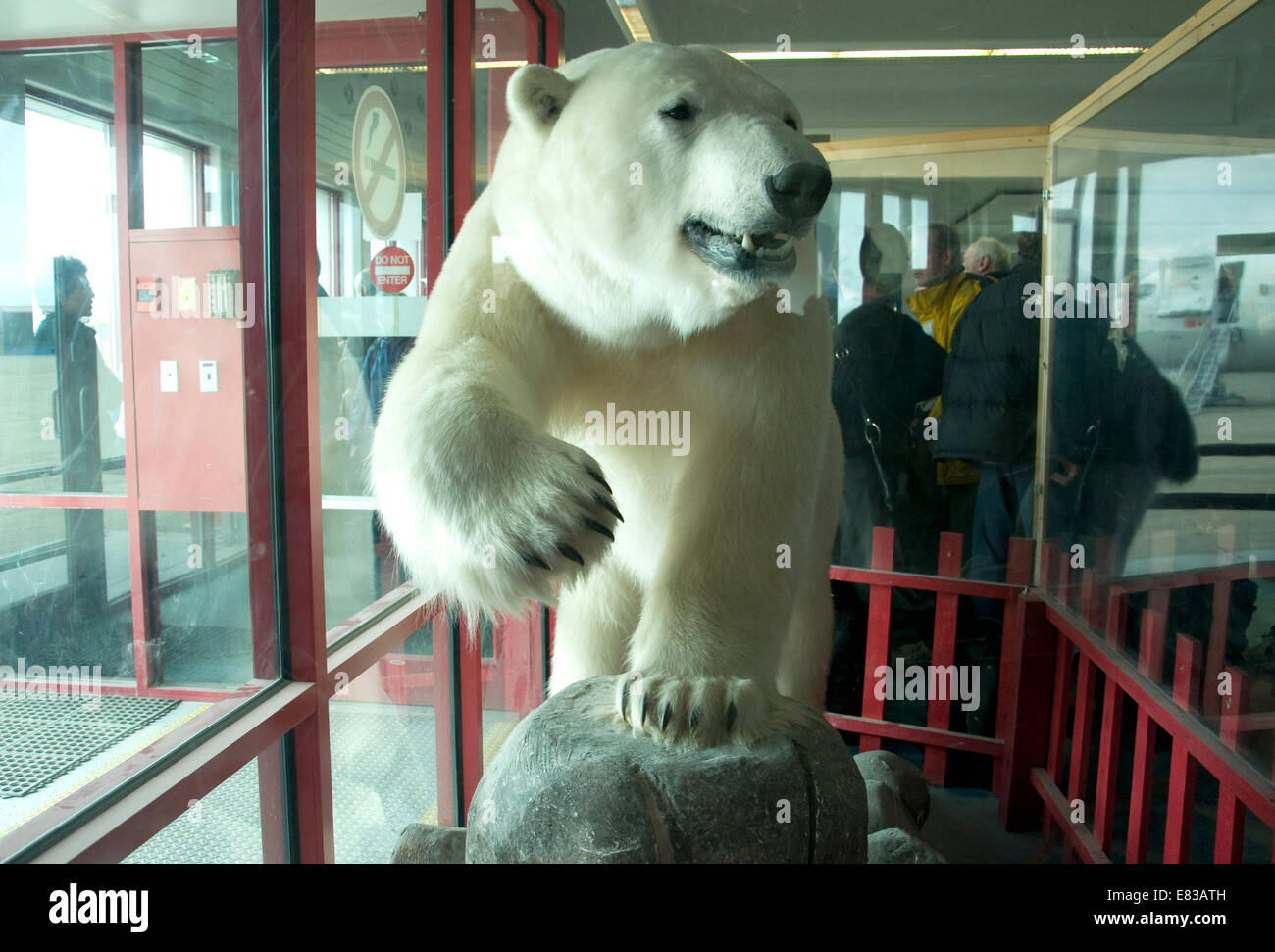 Im bescheidenen Terminal von Resolute Bay. Kanadas nördlichste Flughafen, bietet ein ausgestopfter Eisbär einen Empfang Stockfoto