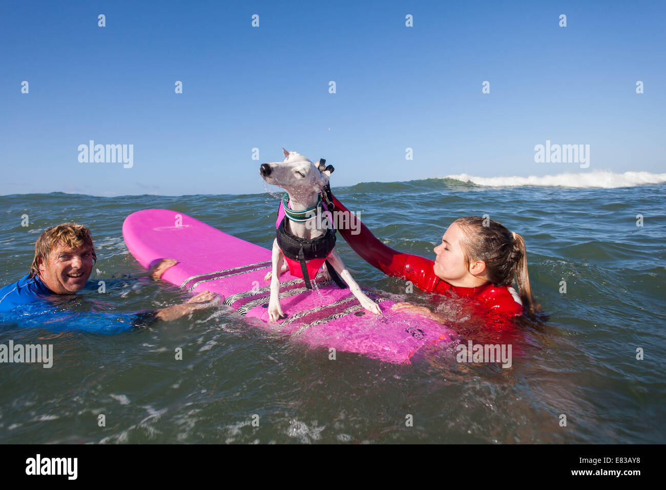 Ca, uns. 28. Sep, 2014. Welt berühmten Unleashed durch Petco Surf City Surf Dog¨ Wettbewerb Hunde kamen aus ganz über dem Land, in den rauen Gewässern aus Huntington Beach, Kalifornien zu konkurrieren. Einige Teilnehmer kamen aus so weit wie Brasilien. Der Strand war voll mit gut aussehenden, Hundeliebhaber und Surfer gleichermaßen. Es gab mehrere Kategorien von kleinen Hunden, X-large.Seen hier:. Jen Havens Hund Bohnen der Whippet Credit: Daren Fentiman/ZUMA Draht/Alamy Live News Stockfoto