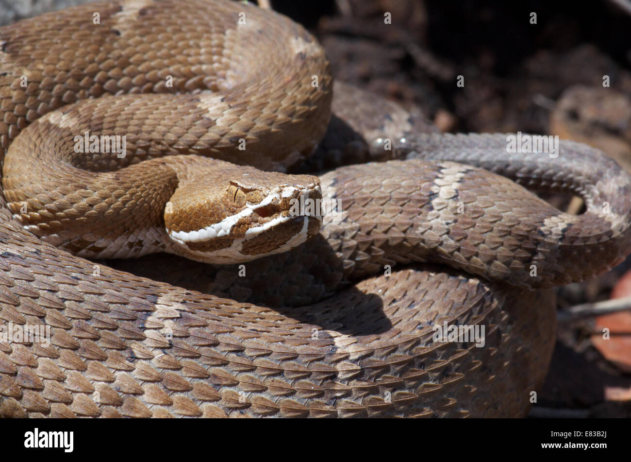 Eine trächtige Arizona Ridge-gerochene Klapperschlange (Crotalus Willardi Willardi) aufgewickelt in den Huachuca Mountains, Cochise County, Arizona. Stockfoto