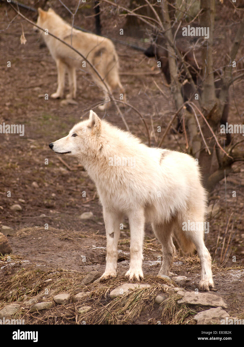 Grauer Wolf Pack, Canis Lupus Stockfoto